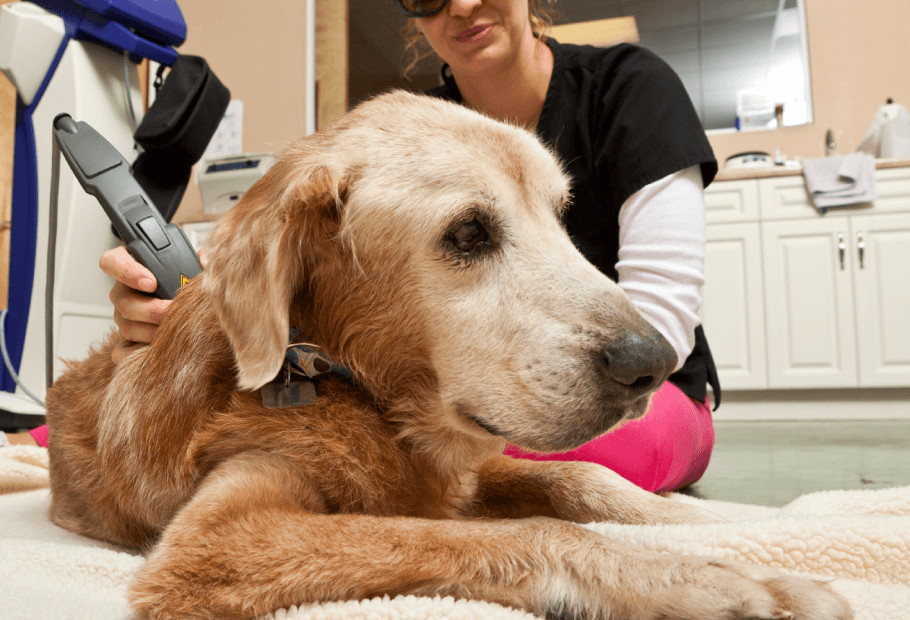 Dog laser therapy near 2024 me